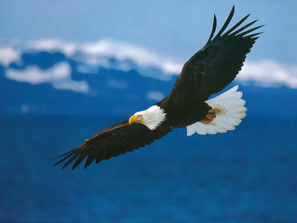 pics eagles