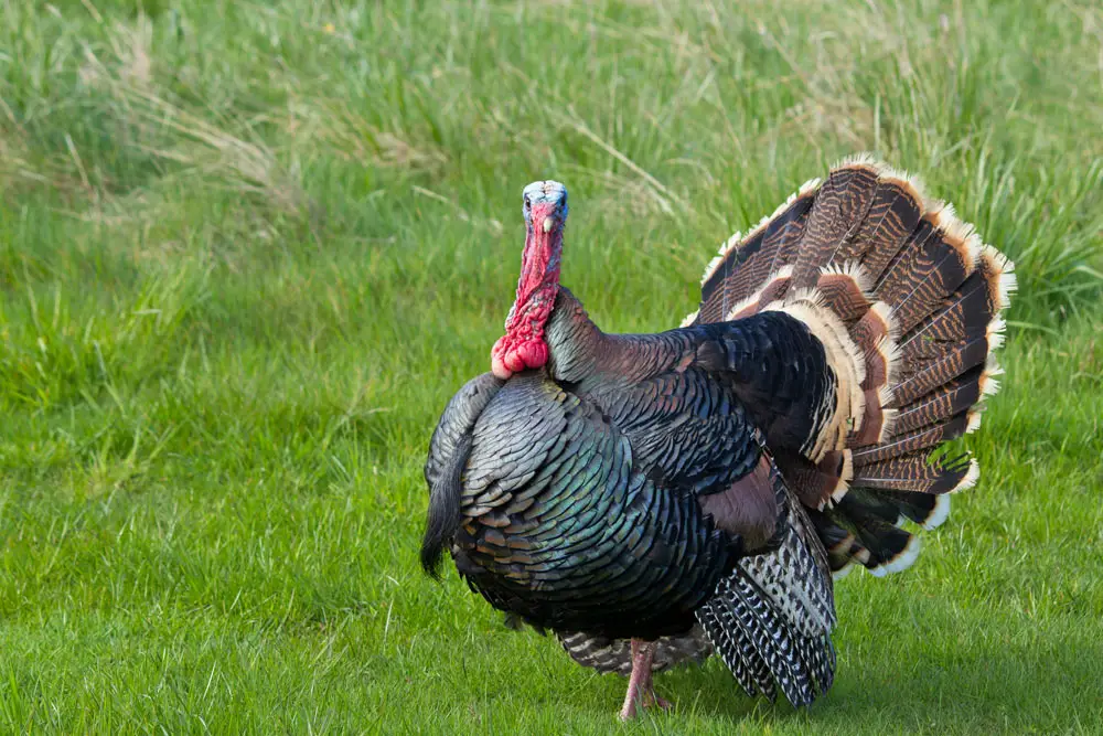 healthy-holidays-organic-free-range-turkey